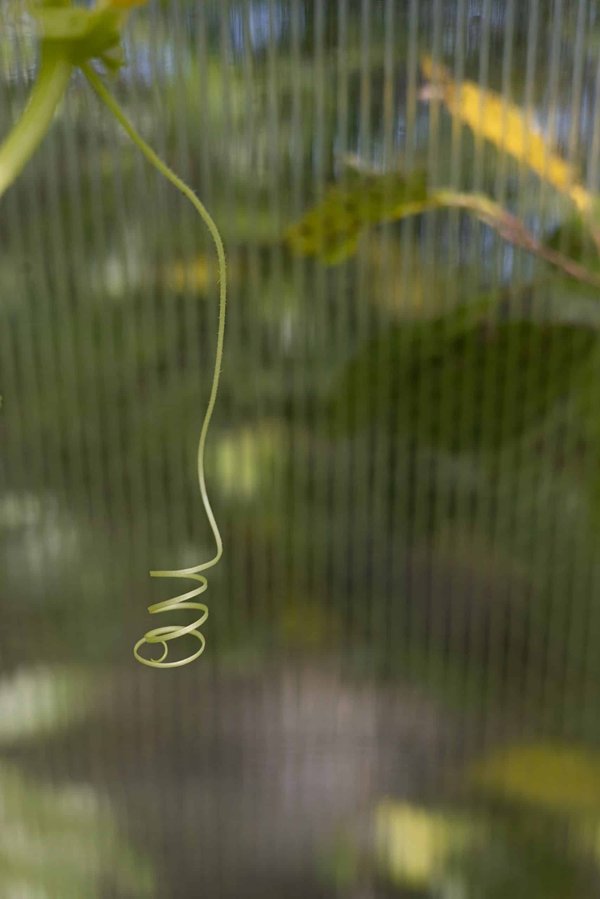 Quali sono i passaggi per abituare un gatto di razza Russian Blue ad un nuovo tipo di cibo umido specifico per problemi renali?